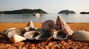 It makes a fabulous summertime activity for kids that doubles as decorative garden items for adults. Seashell Crafts For Kids Sheknows