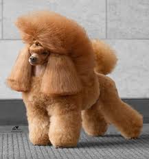 140 Poodle Haircuts Your Pet Will Definitely Love