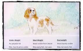 Cavalier King Charles Weight Chart Goldenacresdogs Com
