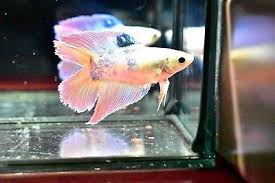 87 Dt Rosy Betta Female Full Egg Betta Fish Pet Aquarium Fish