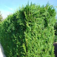 Sträucher dürfen in keinem garten fehlen, sei es als hecke, die zur straße oder zum neugierigen nachbarn hin abschirmt, oder als einzeln stehende eyecatcher. Immergrune Straucher