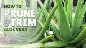 To keep your houseplants looking their best, you should prune them regularly with sharp scissors or gardening shears. How To Prune And Trim Aloe Vera Plant To Make It Healthy Youtube