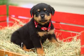 Er sorgt mit einer inkonsequenten oder fehlenden erziehung dafür, dass der rottweiler aggressiv wird. Rottweiler Erziehung Rottweiler De