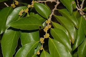Image result for Drypetes mossambicensis