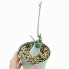 Image result for Adenia glauca