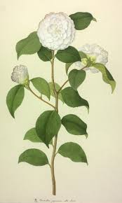 Image result for Chironia laxiflora