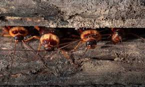 Check spelling or type a new query. Do Cockroaches Sleep