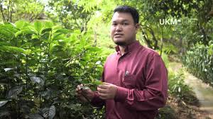 February 25, 2016 259 × 194 pecah kaca / pecah beling. Taman Herba Ukm Pokok Pecah Beling Kaca Youtube