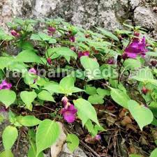 Image result for Cyclantheropsis parviflora