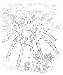 Printable coloring pages of desert animals. Free Coloring Page Of African Animals Animals Find The Latest News On Animals At Free Printabl Desert Animals Coloring Desert Animals Animal Coloring Pages
