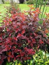 Spring is also the best time to lightly fertilize with compost and organic plant food. Center Glow Ninebark For Sale Online The Tree Center