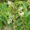 Neem is easy to grow in a wide range of temperatures and conditions, and the tree can live for 150 to 200 years. 1