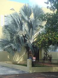 Image result for Latania loddigesii