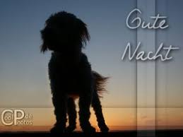 Wenn ihr hund häufig an erbrechen leidet, ist das ein warnhinweis. Coolphotos De Grusskarten Gute Nacht Tiere