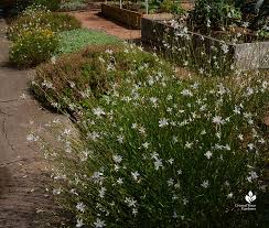 Take an inventory of your existing offerings and consult a source of hummingbird plant information for ideas on what to add next. Calling All Bees Butterflies And Hummingbirds Central Texas Gardener