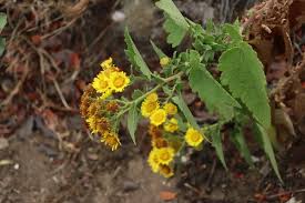 Image result for Anisopappus paucidentatus