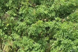 Image result for Indigofera lydenburgensis