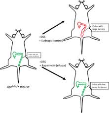 As with many other cancers, there is a chance that the colon cancer feline may recur. Rapamycin Extends Life Span In Apcmin Colon Cancer Fap Model Sciencedirect