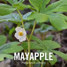 Image result for Podophyllum  peltatum