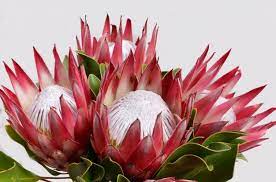 Red Protea Flower Bunch Isolated On A Black Background Protea Flower Protea Art Flower Art