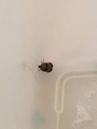 Popular cities with do it yourself pest control locations. Best Pest Control In Tucson Az Mapquest