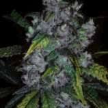 There are many cannabis seed banks in existence today. Good Wild Shark Von Bulk Seed Bank Cannabis Sorten Infos