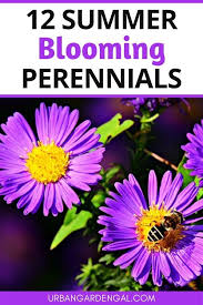 Plants grow to about 2 feet tall. 12 Summer Blooming Perennial Flowers Flowers Perennials Summer Flowers Garden Perennials
