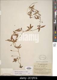 Image result for Merremia quinquefolia