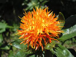 Safflower 21 Jpg Jpeg Image 1600x1200 Pixels Scaled 57 Safflower Safflower Oil Plants