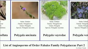 Image result for Polygala hottentotta