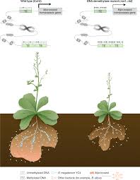 What is an example of homeostasis in plants. Methylation Moulds Microbiomes Nature Plants