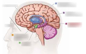 Image result for Cerebral Subcortex