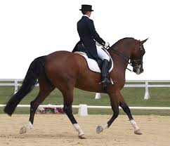 There are many variations, but all feature a flat english saddle without the deep seat, high cantle or saddle horn seen on a western saddle nor the knee pads seen on an a. 11 Different Horseback Riding Styles To Try