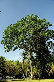 Image result for Anthocleista