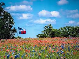 The white storm, formerly known as the cartel war (chinese: How Texas Winter Storm Could Affect 2021 Bluebonnets And Wildflowers Culturemap Houston