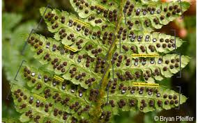 Pterophyta (ferns) most abundant group of seedless vascular plants (12,000 species) at maturity spores are catapulted from plant into damp areas where they may germinate. Seedless Vascular Plants And Allies By Peter Chong