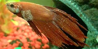 Betta fish are colorful, fierce, fragile and one of the most famous pet fishes in the world. Betta Fish Ich Symptoms Causes Treatment Bettafish Org