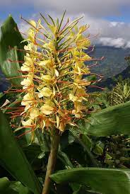 Hedychium Gardnerianum Kahili Ginger Plants Hawaiian Flowers Tropical Landscaping