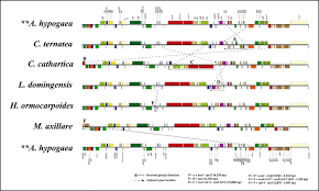 Image result for Decorsea schlechteri