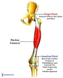 Anatomy Angel Rectus Femoris Human Anatomy And Physiology Muscle Anatomy Leg Muscles Anatomy