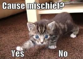 Ones that are clean and suitable for adults of both genders. Cat Memes Funny List Of White Cat And Kitten Memes