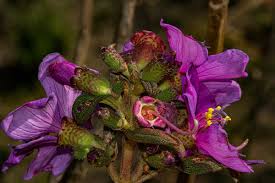 Image result for Dissotis melleri