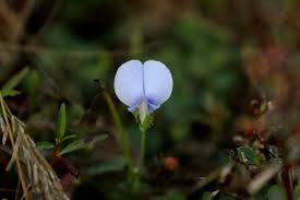 Image result for Dicliptera paniculata