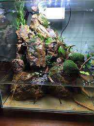 10g Paludarium Iskanje Google