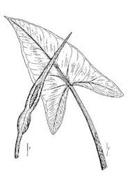 Peltandra virginica is a plant of the arum family known as green arrow arum and tuckahoe. Peltandra Virginica Green Arrow Arum Pfaf Plant Database
