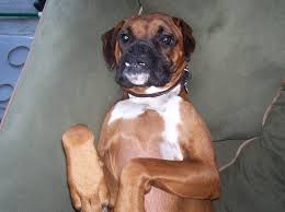 Jackson is good with other dogs and had dog friends in his foster Boxer Dog Shipping Rates Services