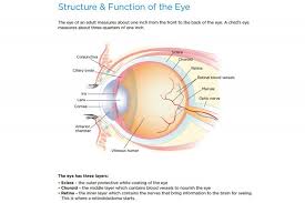 Image result for Retinal Anatomy