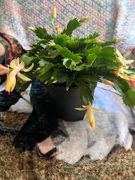 Do you use a spray mister