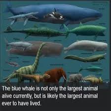 Blue Whale Largest Animal To Ever Live Largest Animal Ever Animal Facts Big Animals