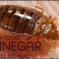 Maybe you would like to learn more about one of these? How To Make A Homemade Bed Bug Killer Spray With Vinegar Dengarden